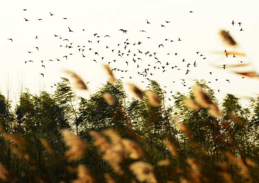 Giving birds a place to live