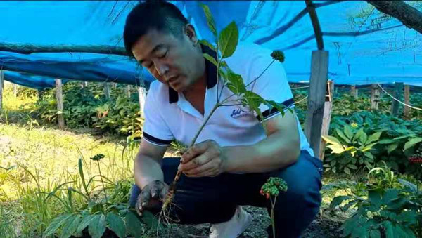 Ginseng farming boosts villagers' incomes in Jilin province