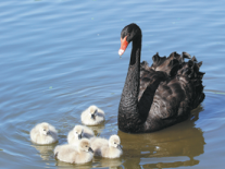 Jilin province takes advantage of its liquid assets to stop drought