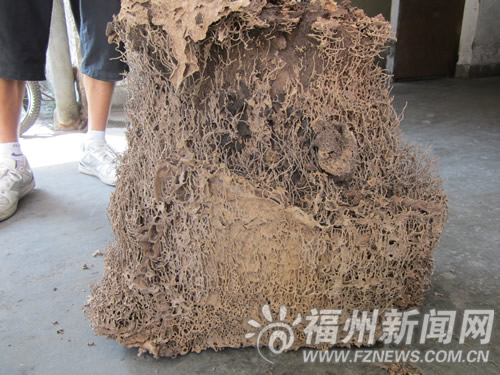 塵封17年衣柜長(zhǎng)出了“怪物”　住戶不知道它是啥