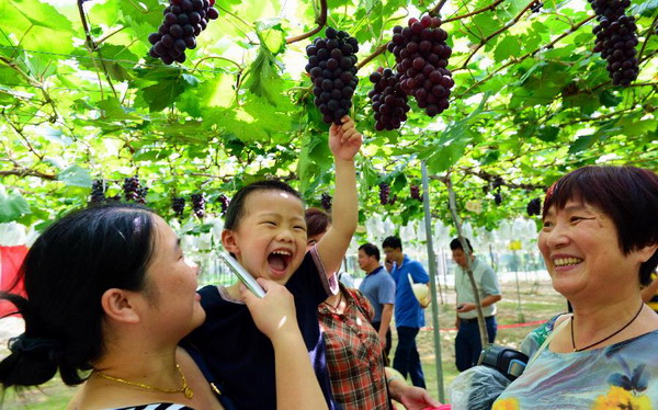Grapes picked during summer vacation program in Fuzhou