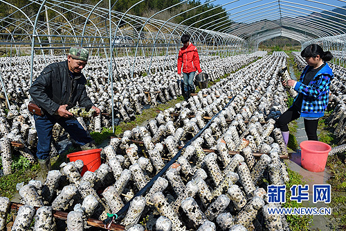 Fujian family's first Spring Festival out of poverty