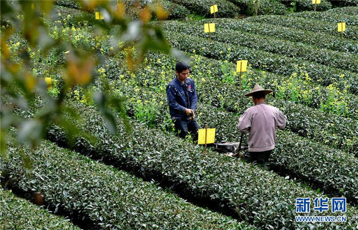 Tea ready for harvest in Wuyishan city