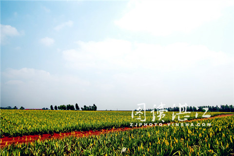 Aloe flowers spring to life