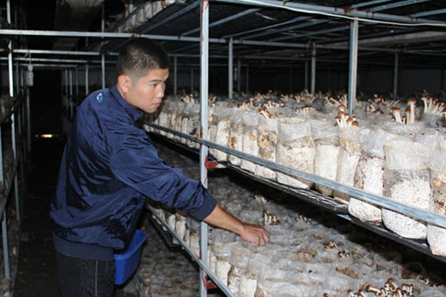 New cultivation mechanism facilitates Pingnan's agriculture