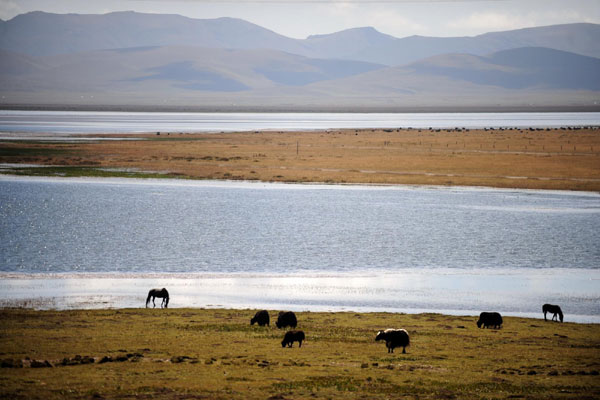 Animals rest along Gahai Lake, known as a pearl on the plateau in Gansu province, Sept 13, 2012. Gahai Lake (Gannan Tibetan autonomous prefecture, Gansu province)