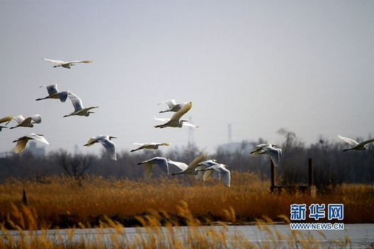 Aerial birds welcome spring in Zhangye