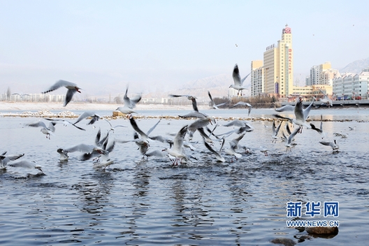 Migrant birds gather in wetland in NW China