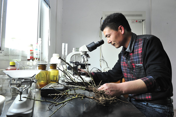Nanyang makes progress on rose research