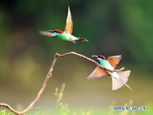 Fun in blue-throated bee-eaters' kingdom