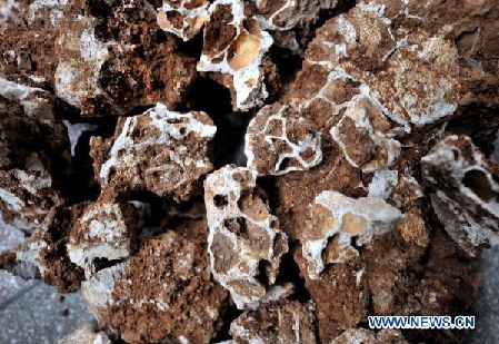 Fossilized elephant teeth discovered in C China