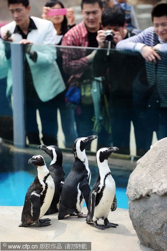 Penguins find new home in Wuhan