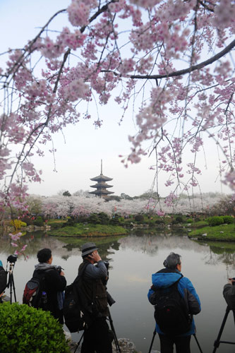Tourists take photos of blooming cherry blossoms in Wuhan, March 18, 2013. Cherry blossoms still in bloom