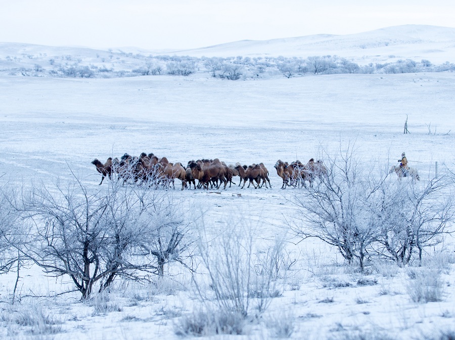 Camels wander snowy grasslands