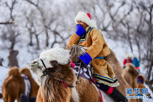 Naadam camel events held in N China