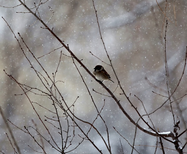 Spring snow blankets Hohhot