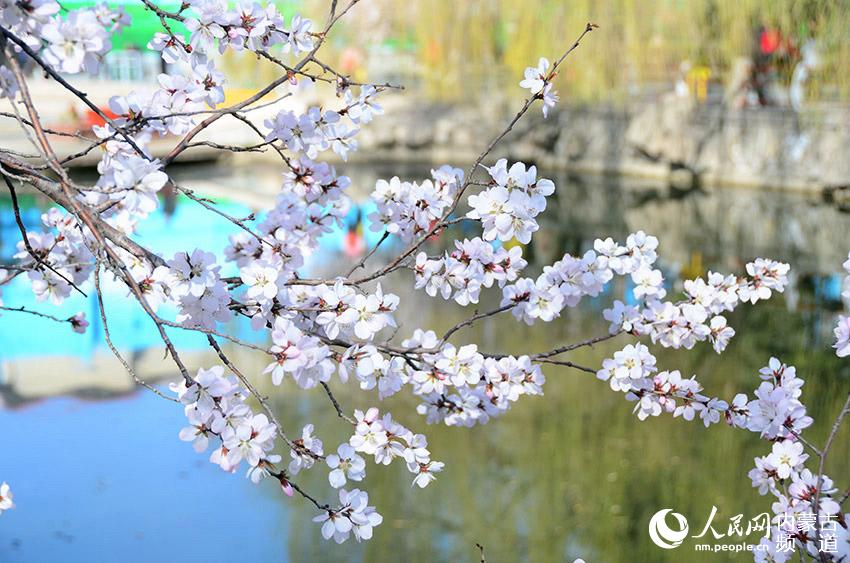 Peach blossoms decorate Hohhot