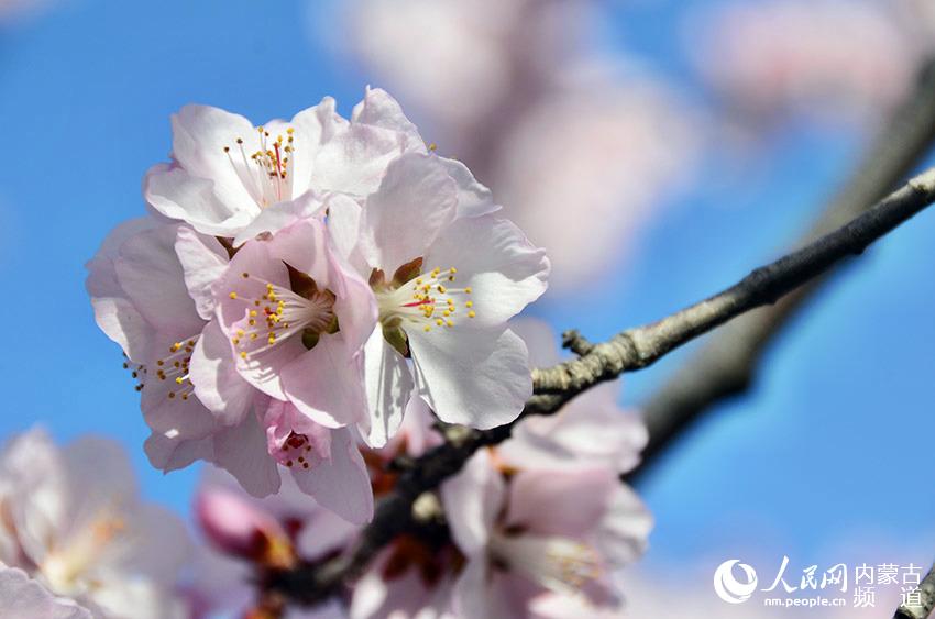 Peach blossoms decorate Hohhot