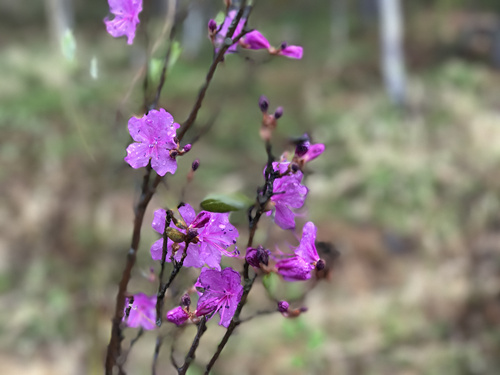 Rhododendrons blossom in Arxan