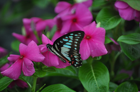 'Chasing the everlasting dream - Teresa Teng' exhibition