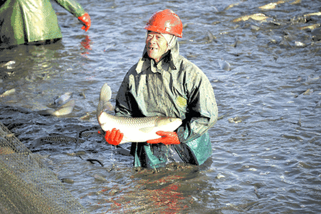 Winter fishing: Taicang's bracing Chinese New Year tradition