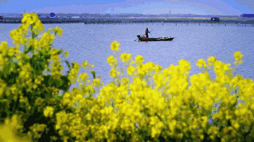 Blooming rape flowers seen in Changyinsha
