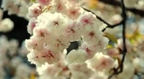 Encounter a flowery Zhangjiagang in spring