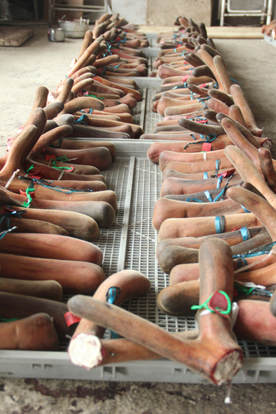 NE China deer antler business bustling