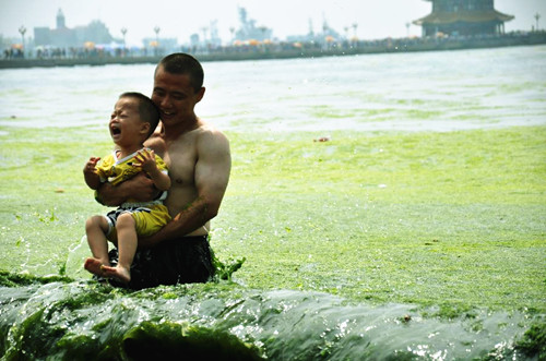 Green algae emerges off beaches in Qingdao