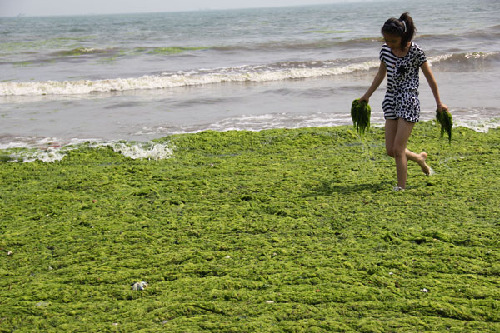 A woman carries handfuls of harmful seaweed she has just collected along the Zhan Bridge beach in Qingdao, Shandong province, on June 26, 2012. Hazardous algae cleared from China's waters