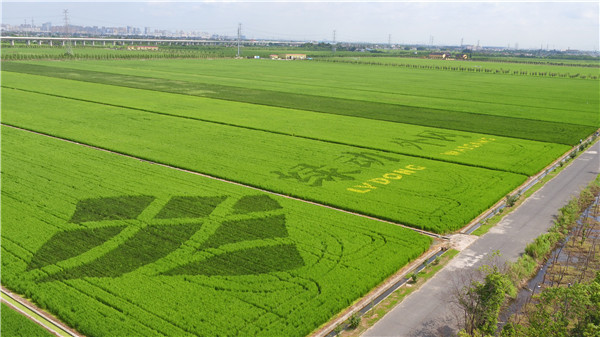 Waigang town seeks high-quality development in new urbanization