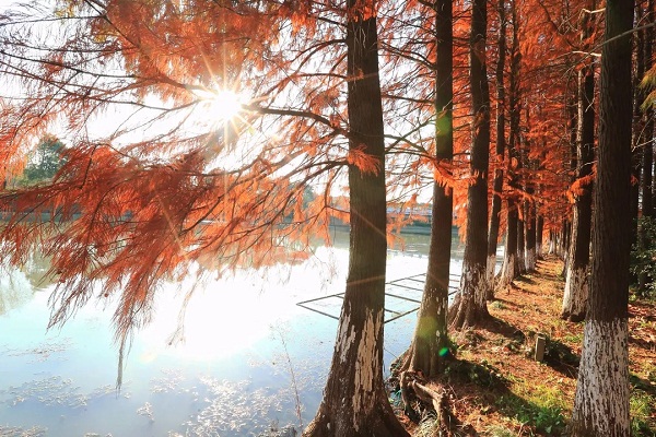 Reddish cypress trees set Jiading ablaze in late Dec