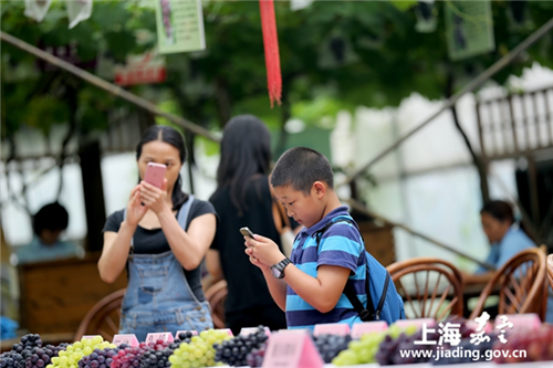 Grape festival to open in Malu town