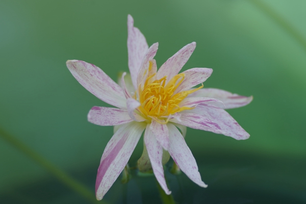 Water lily extravaganza kicks off in Shanghai