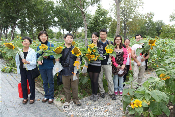 Chenshan Botanical Garden continues 'Sunflower Picking Season'