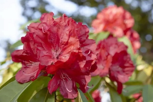 Rhododendrons burst into bloom in riot of colors