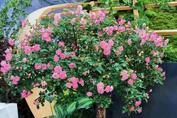 Chenshan plants shine at China Flower Expo