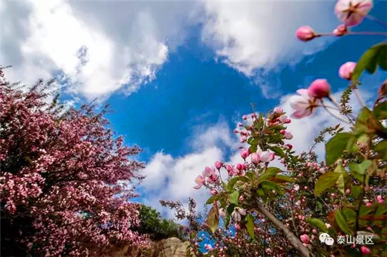 Sea of flowers on Mount Tai