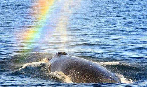 Whale blowing a rainbow<BR>鯨魚噴水空中現(xiàn)彩虹(圖)