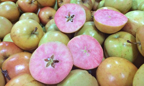 New pink apple variety<BR>英超市現(xiàn)奇葩粉蘋果(圖)