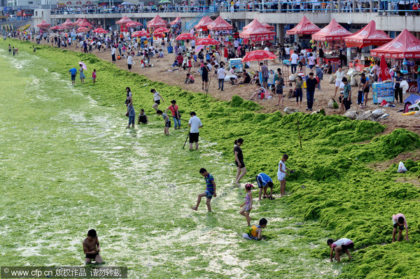 The beach at Zhanqiao Pier in Qingdao city, East China's Shandong province, is covered in overgrown green algae, July 14, 2011. The algae also covered a large area of sea surface near the beach, and forced the beach to close at 3 pm.[ Beachgoers covered in algae in E China