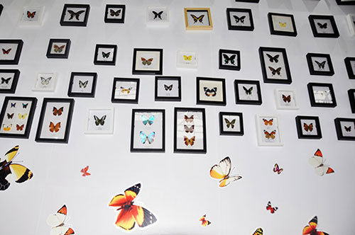 Butterfly and firefly release from Chongqing Expo