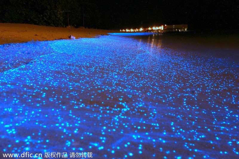 Beach glows like millions of stars at night
