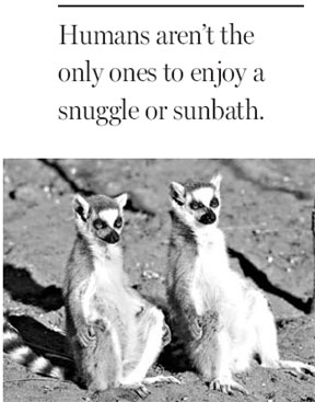 Pate and skydiving: Animals also relish pleasure and thrills