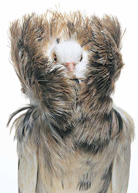 The DNA behind Darwin's pigeons