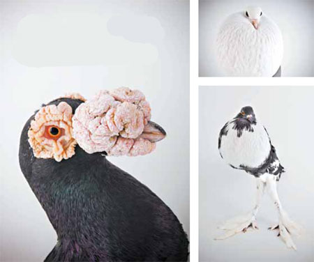 The DNA behind Darwin's pigeons