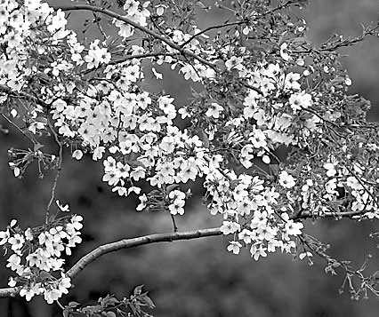 Gucun Park is all cherry blossom white