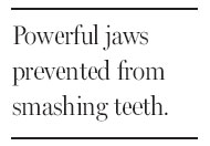 The mouth's work as food processor