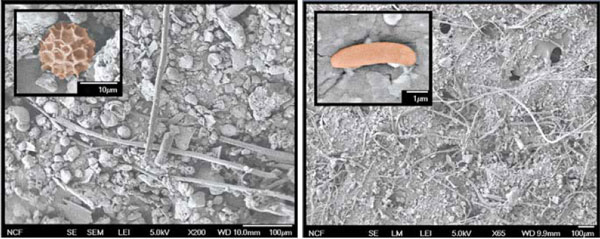 Scientists track microbes of the great indoors
