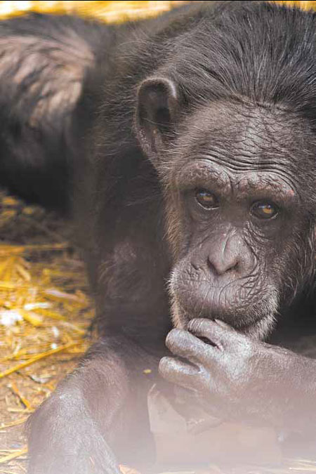 Progress in struggle to retire lab chimps